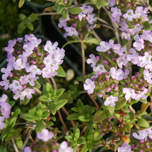 THYME PASSION PINK - Click Image to Close